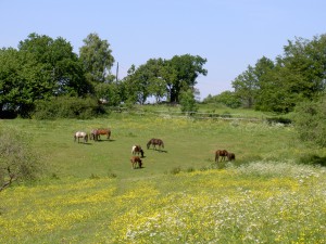 Lya